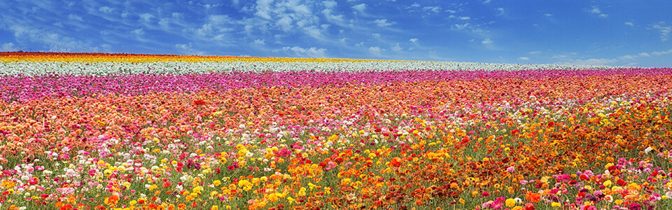 Carlsbad Flowers