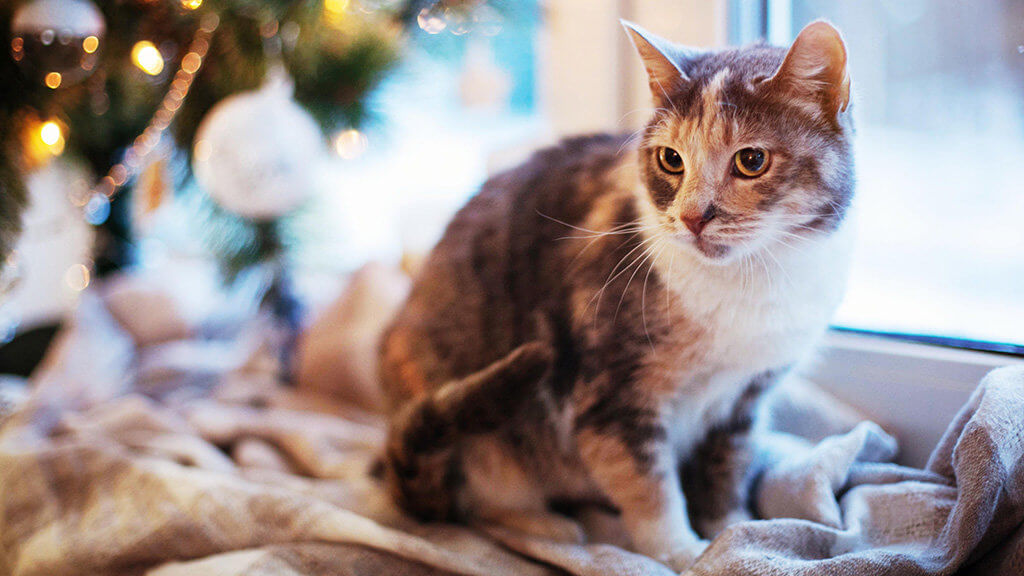 Holiday Home Pet Safety Tips