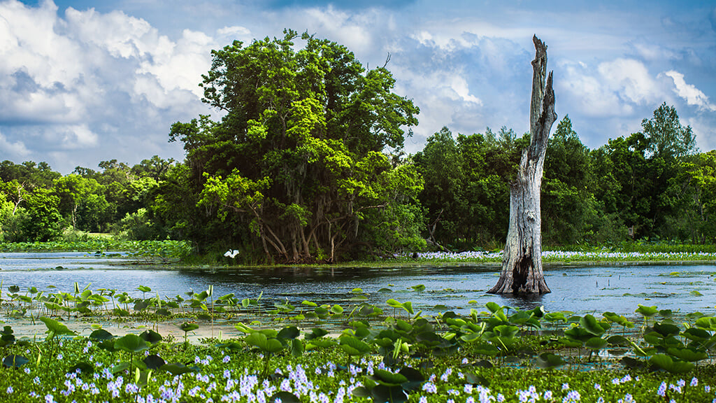 Scenic Vistas Near Iowa Colony, Texas