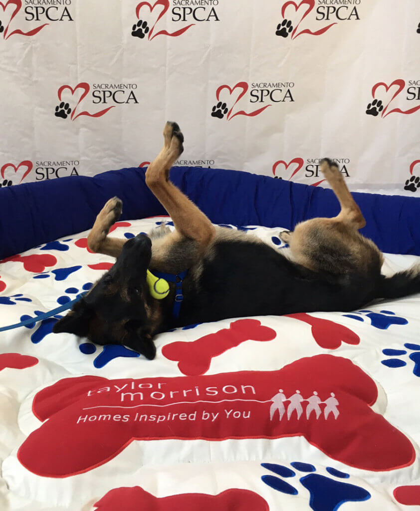 Pet Adoption Event | Nico finds a home at a previous event