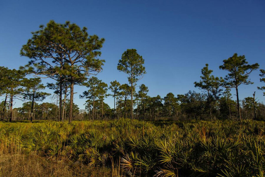 Whitfield Preserve - Starkey Ranch Odessa, Florida