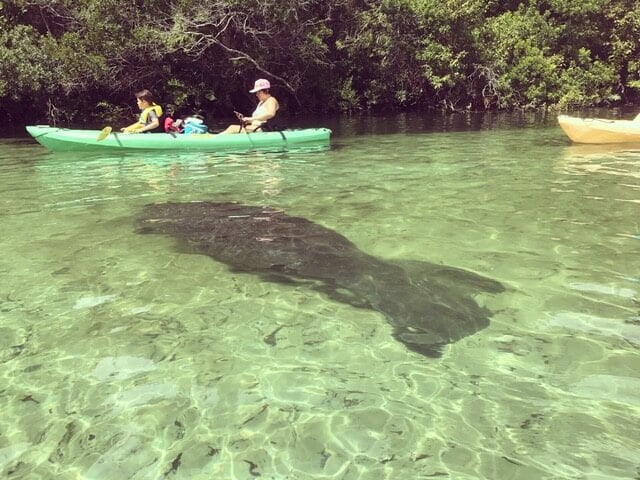 Weeki Wachee Springs State Park | Rivers and Springs Near Tampa, Florida 