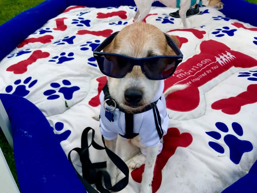 “My future’s so bright, I’ve got to wear shades.” -- Doggy Dash participant