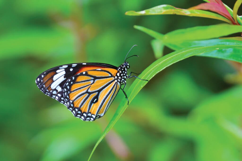 Simple Things You Can Do to Help Protect the Endangered Monarch Butterfly