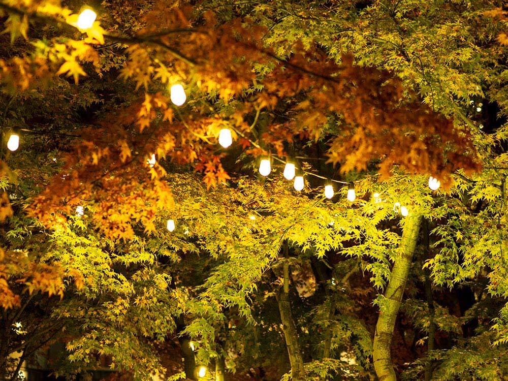 String lights illuminating fall-colored trees in a backyard, creating a warm and inviting atmosphere perfect for autumn evenings. 