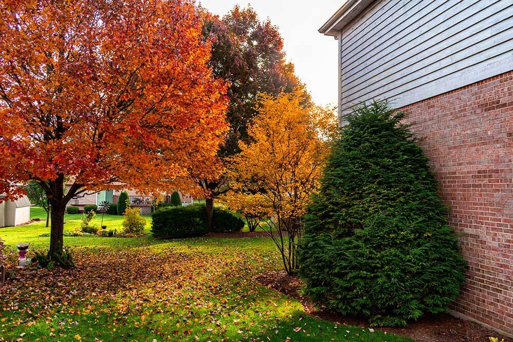 A vibrant fall backyard scene featuring trees with bright red and orange leaves, a green lawn scattered with autumn leaves, and evergreen bushes. 