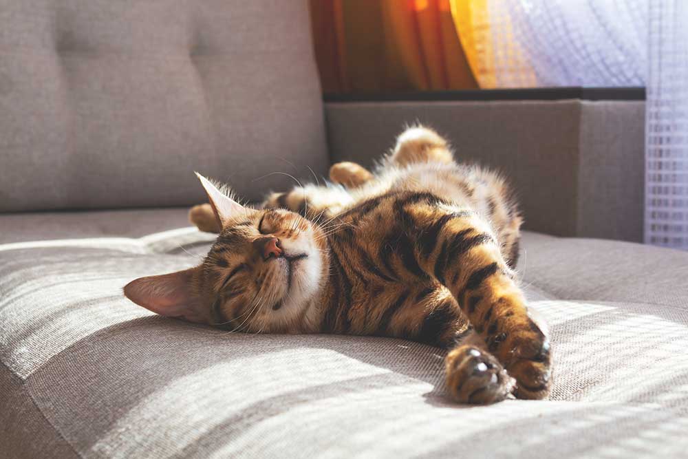 Discover practical and stylish pet-friendly home design ideas. From durable flooring to pet-safe plants, create a cozy space for you and your furry friends!