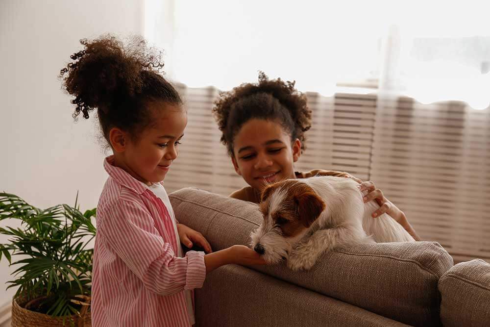 Discover practical and stylish pet-friendly home design ideas. From durable flooring to pet-safe plants, create a cozy space for you and your furry friends!